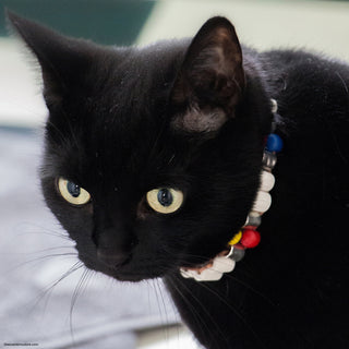 Kit Tiques et Puces (Céra'Nimo cuir + HE lavande Bio)