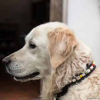 Kit Tiques et Puces (Céra'Nimo cuir + HE lavande Bio)