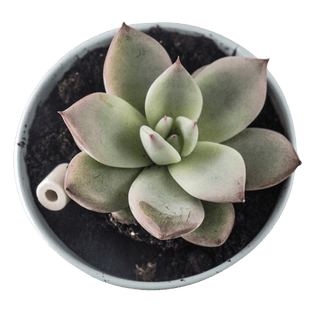 Perles de céramique EM® - Spécial Vases (15 perles)